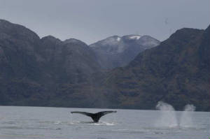 ballenas.jpg